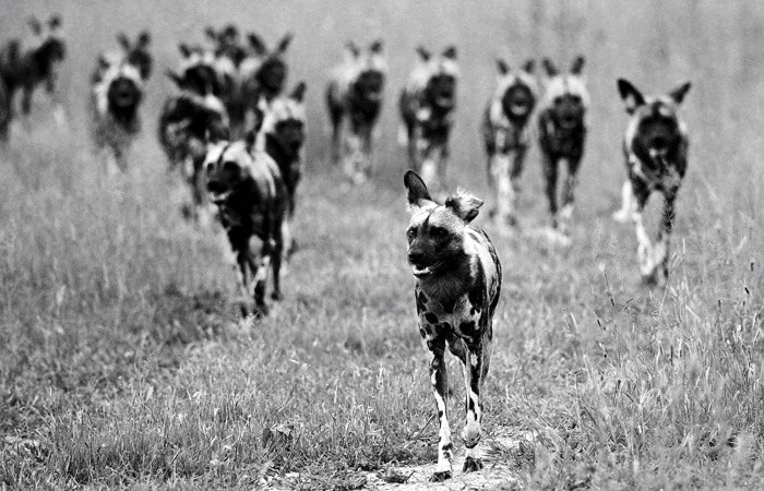 pack-wild-dogs